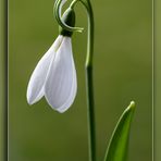 Schneeglöckchen
