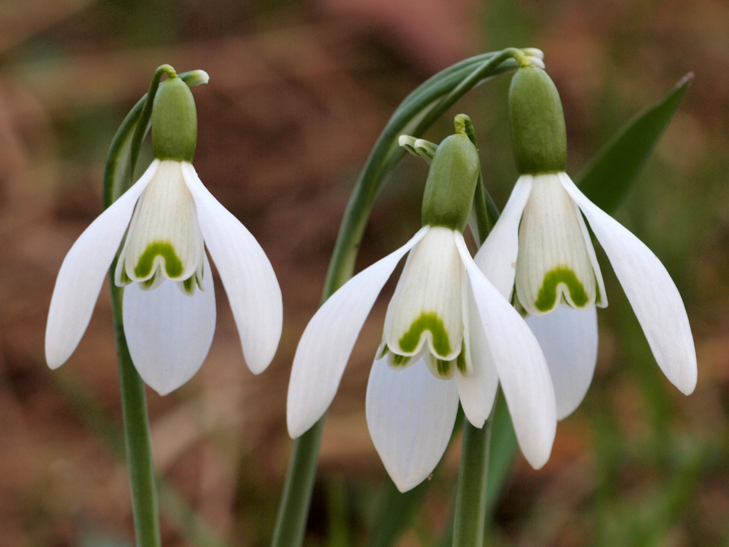 Schneeglöckchen Foto & Bild frühling, natur, nahaufnahme Bilder auf