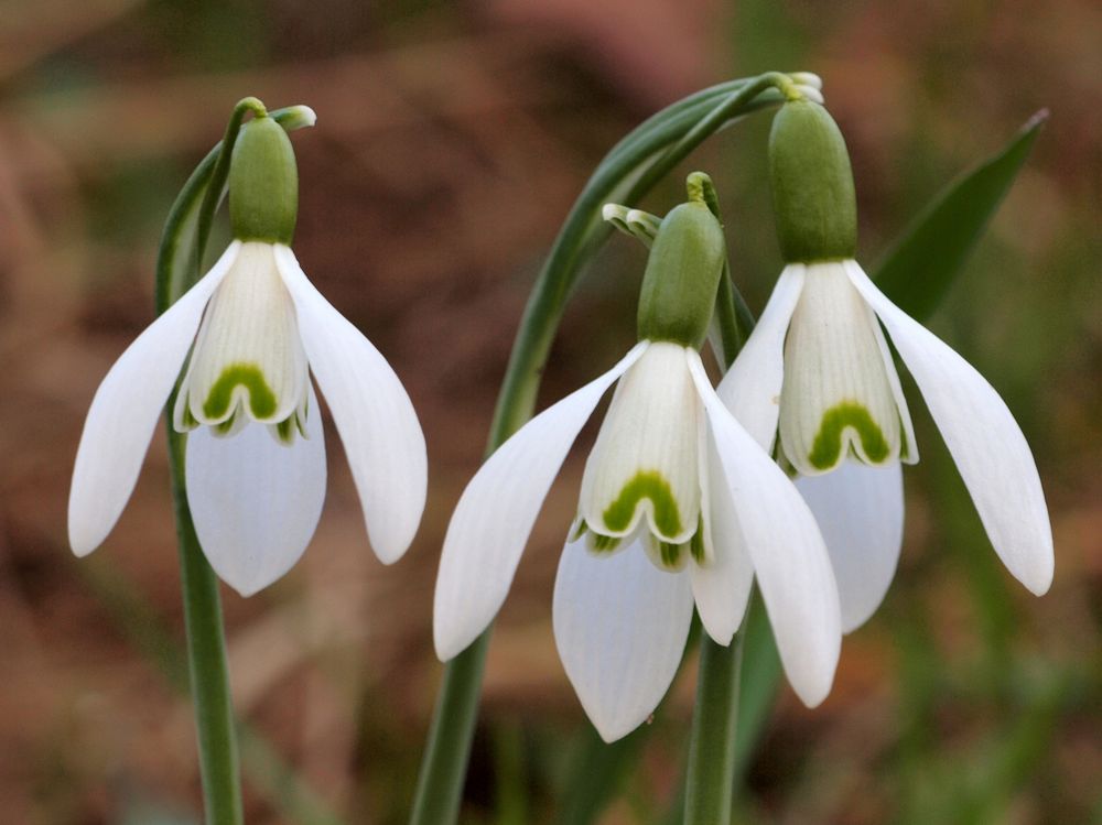 Schneeglöckchen Foto & Bild | frühling, natur, nahaufnahme Bilder auf