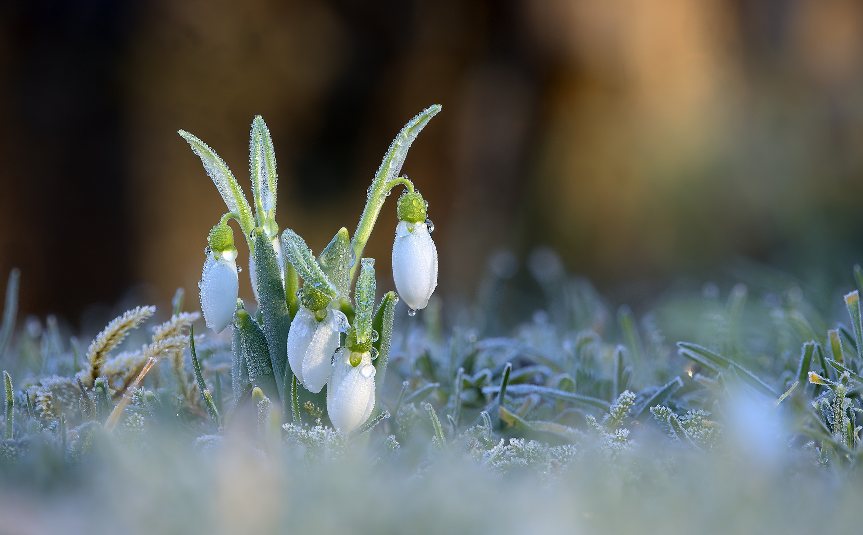 Schneeglöckchen