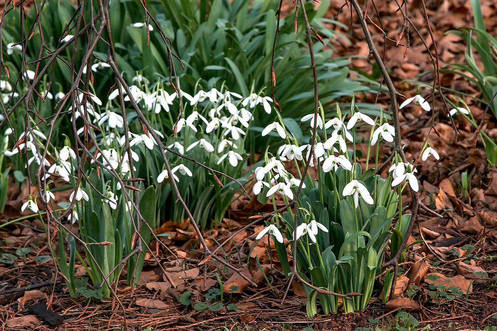 Schneeglöckchen aktuell im Palmengarten Ffm