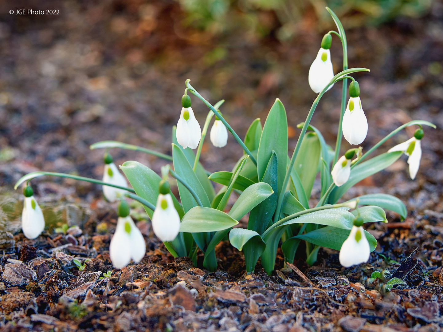 Schneeglöckchen als Frühlingsbote