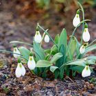 Schneeglöckchen als Frühlingsbote