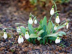 Schneeglöckchen als Frühlingsbote