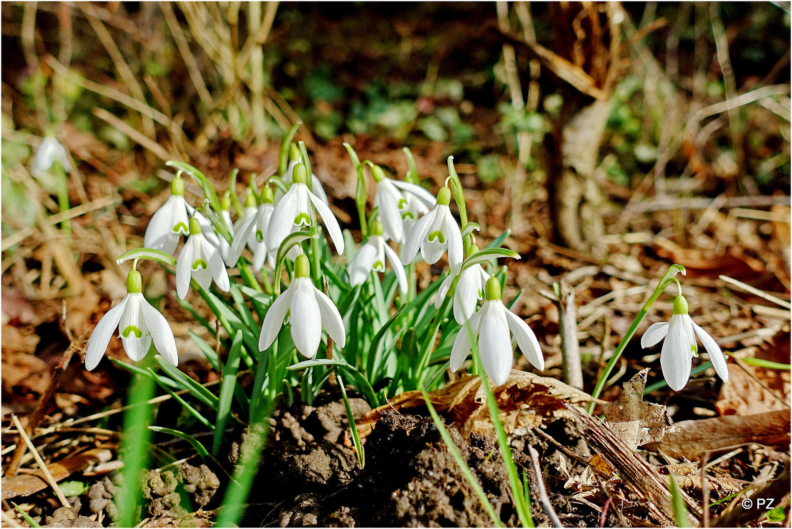 Schneeglöckchen als Frühlingsboten ...