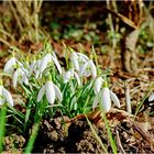 Schneeglöckchen als Frühlingsboten ...