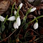 Schneeglöckchen am 07.01.2012.