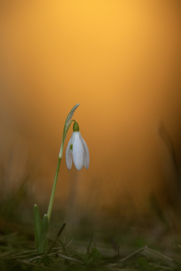 Schneeglöckchen am Abend