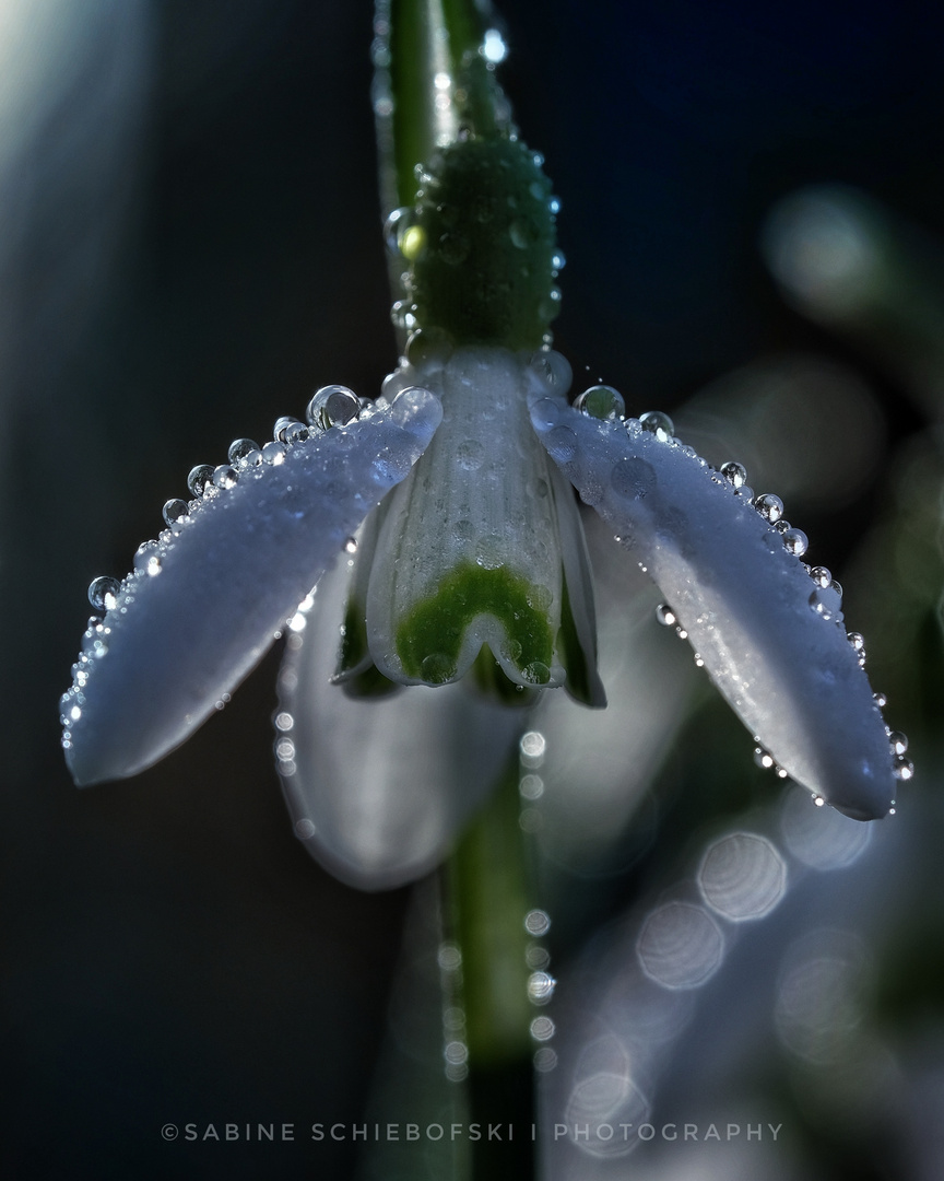 Schneeglöckchen am Morgen