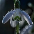 Schneeglöckchen am Morgen