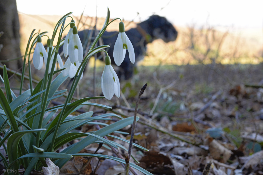 Schneeglöckchen am Waldesrand