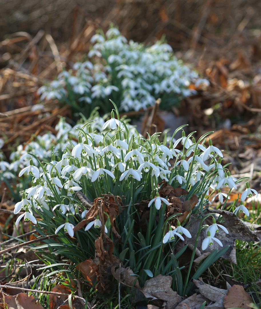 Schneeglöckchen an der Ammer