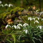 Schneeglöckchen an der Nagold