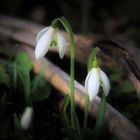 Schneeglöckchen an Lauchzwiebel