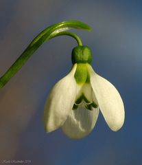 Schneeglöckchen Anf. Febr. 2014