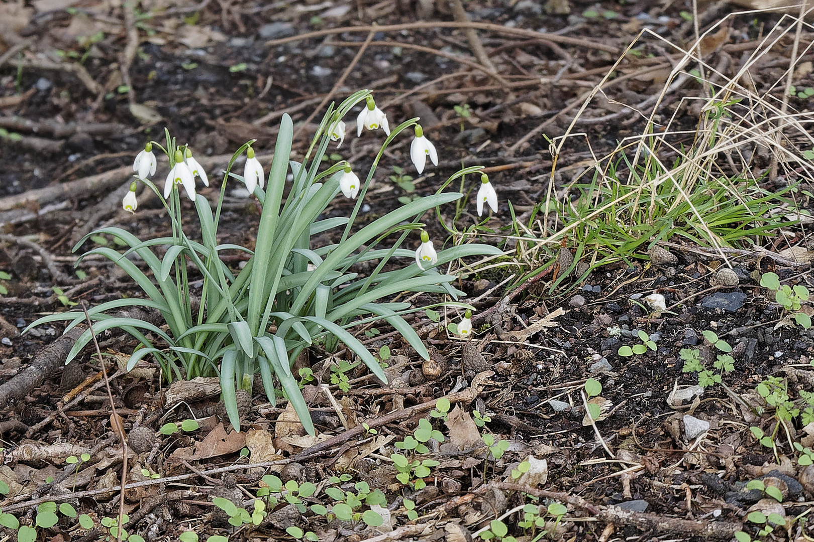 Schneeglöckchen auf dem Waldboden