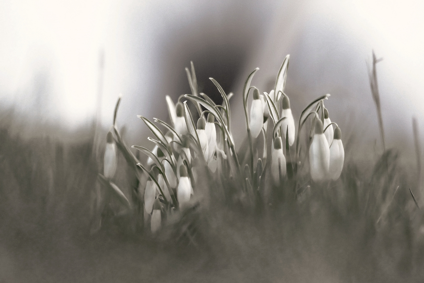 Schneeglöckchen auf der Wiese