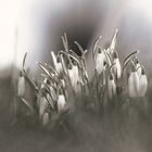 Schneeglöckchen auf der Wiese