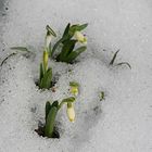 Schneeglöckchen auf einem Grab das man nicht sieht