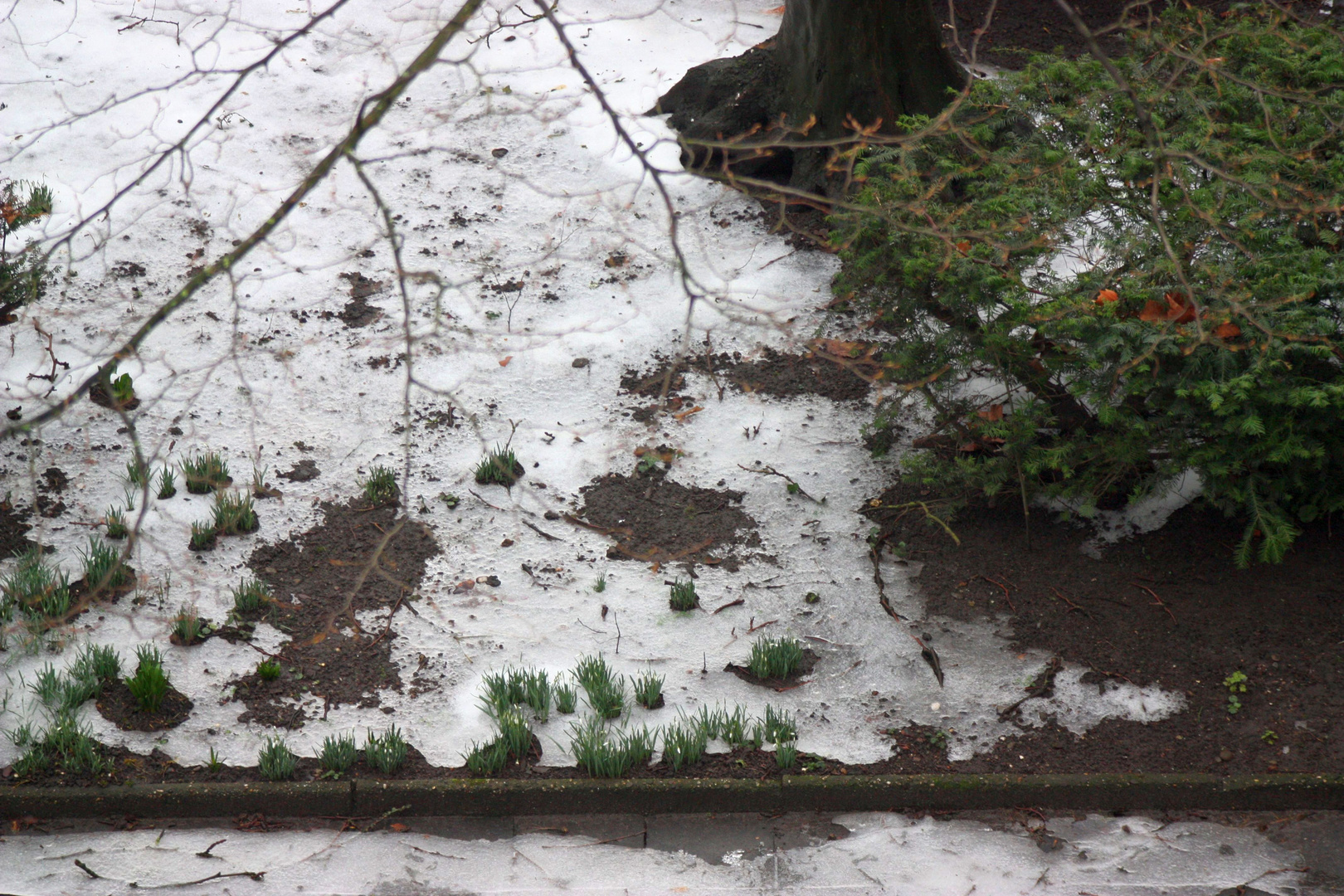 Schneeglöckchen aufgetaucht