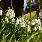 Schneeglöckchen aus der Froschperspektive in Hausach (Ortenaukreis, Baden-Württemberg)