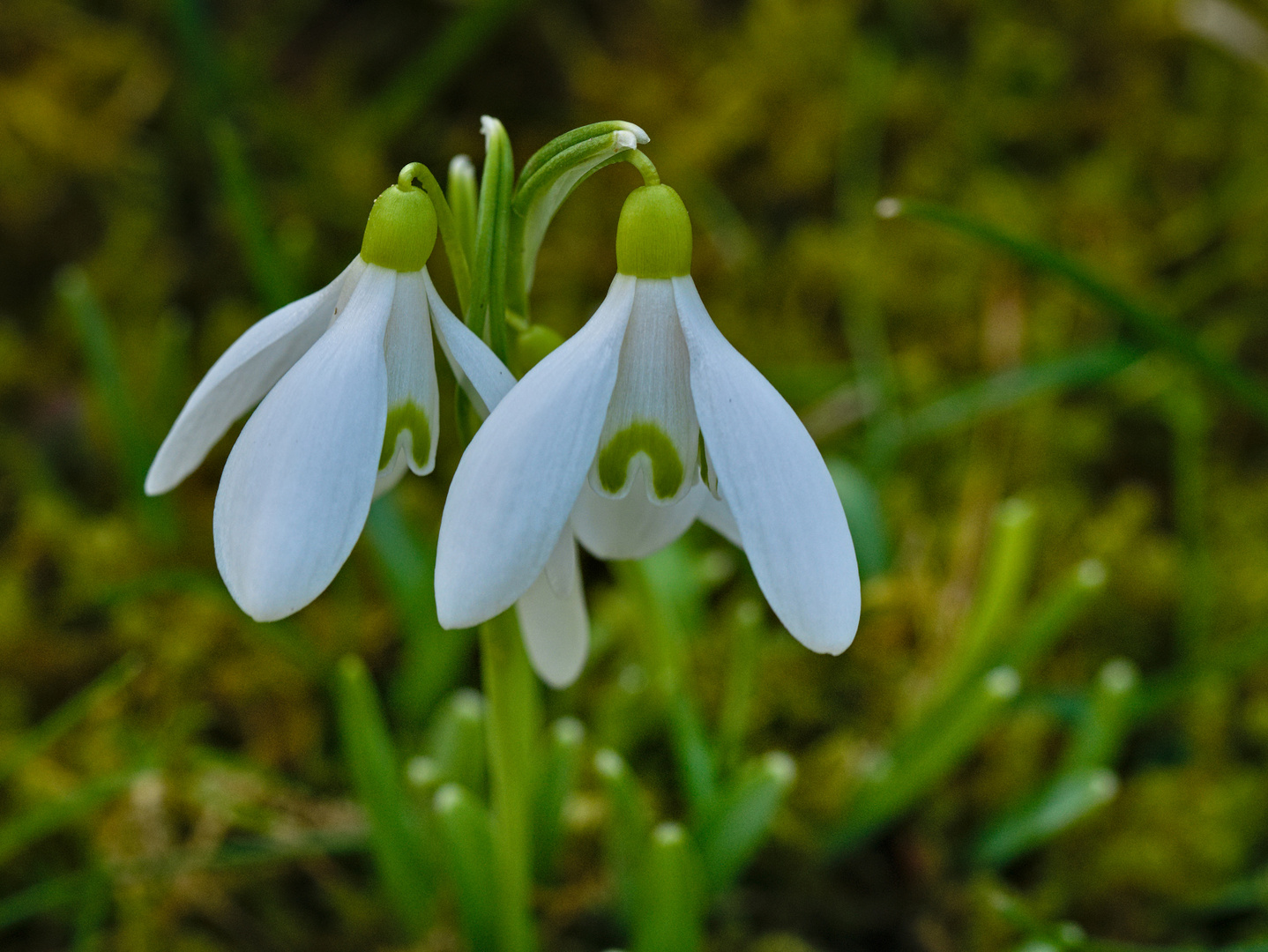 Schneeglöckchen