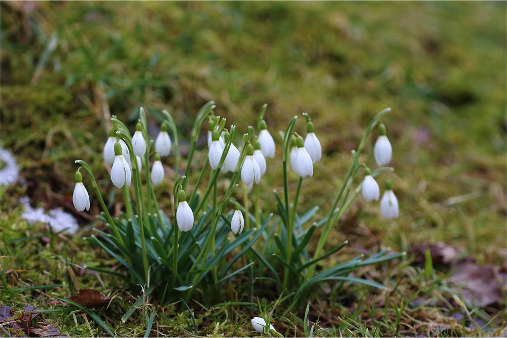 Schneeglöckchen