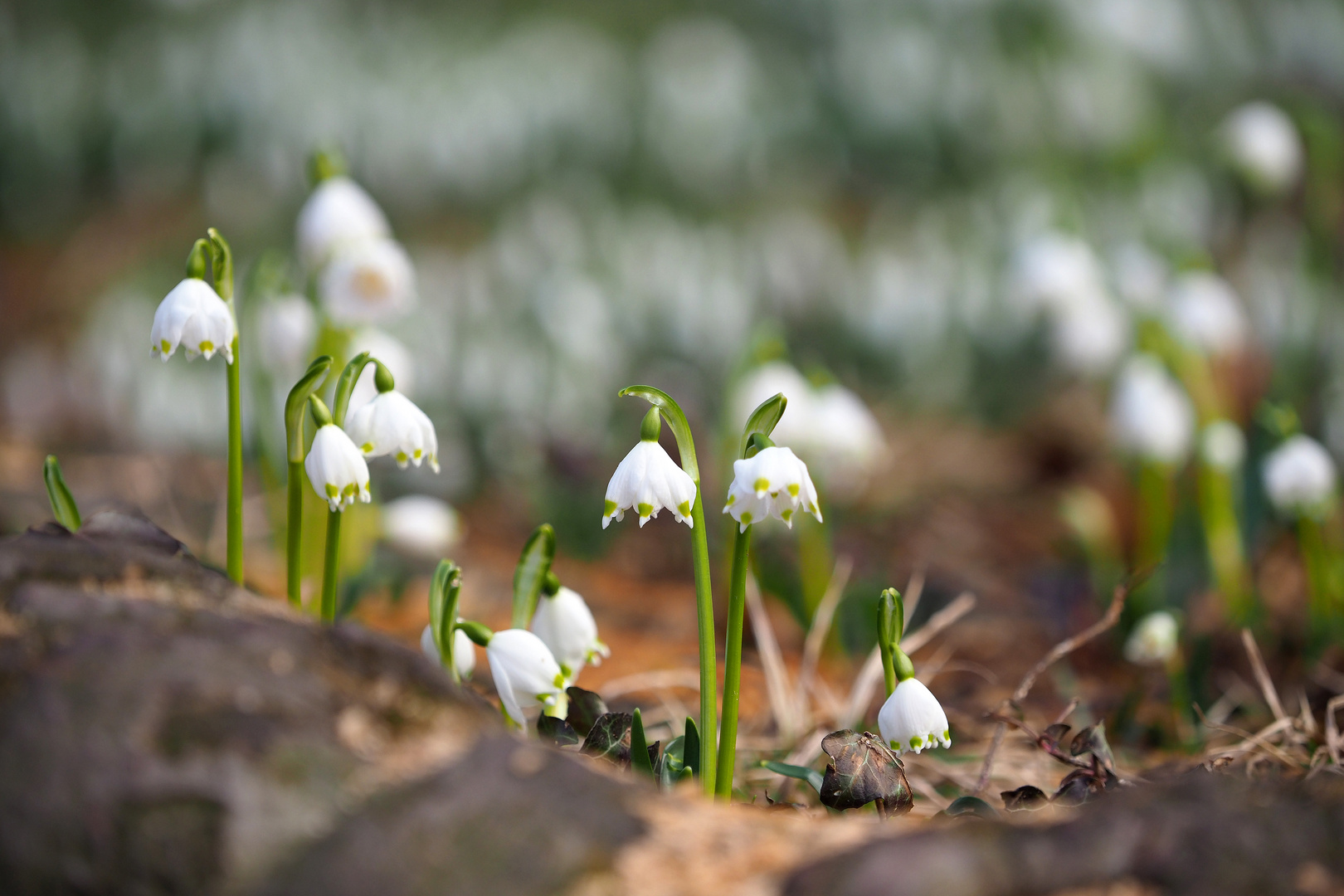 schneeglöckchen 