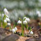 schneeglöckchen 