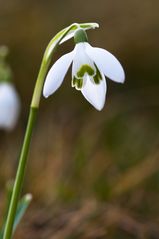 "Schnee"glöckchen