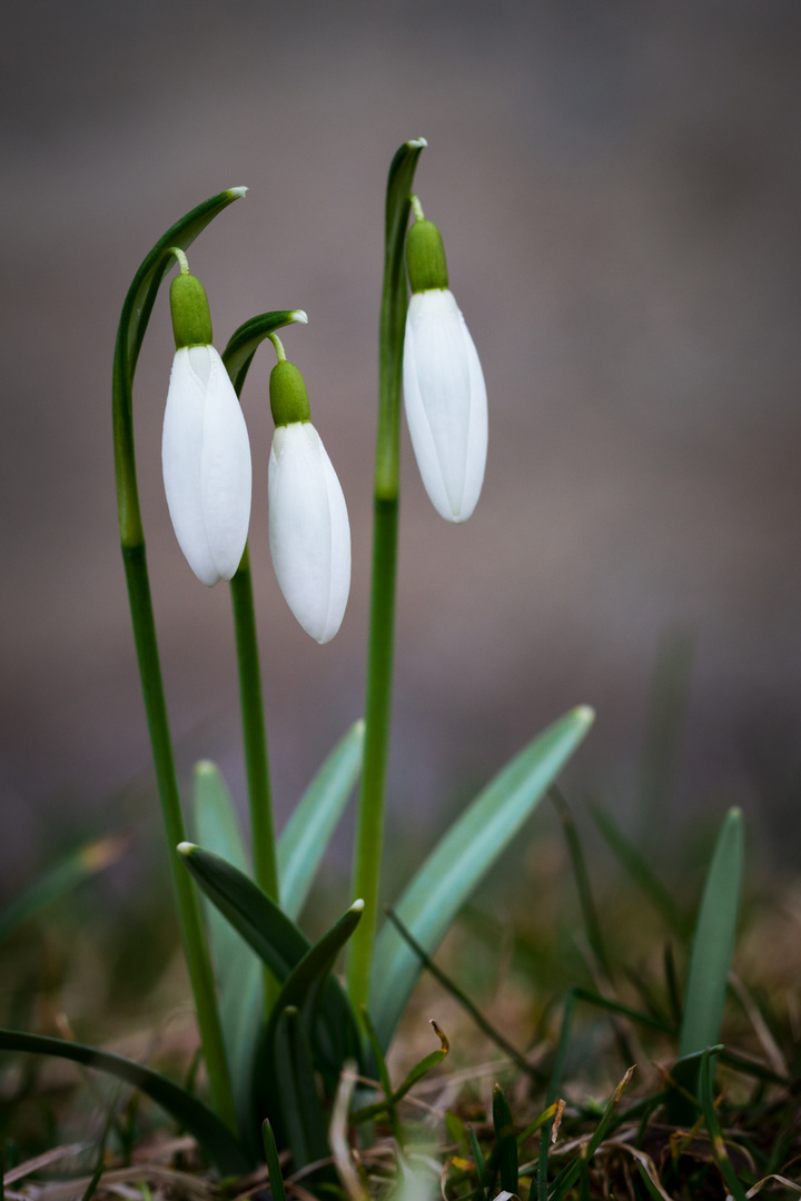 Schneeglöckchen