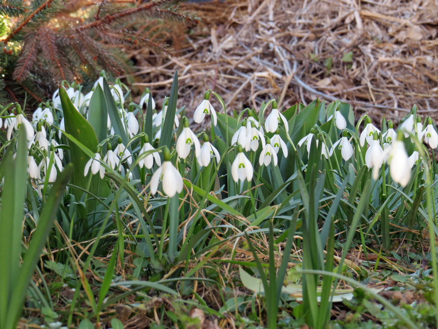 Schneeglöckchen