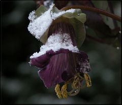 Schneeglöckchen