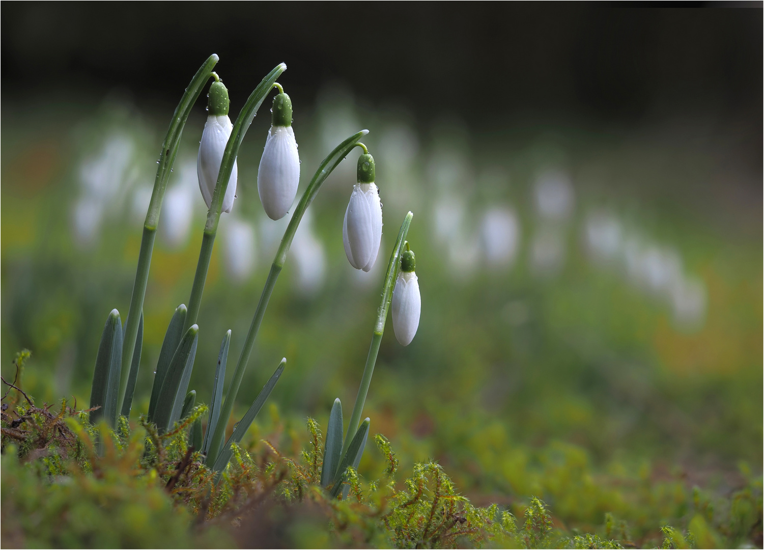 Schneeglöckchen  bei Regen und Wind