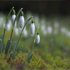 Schneeglöckchen  bei Regen und Wind