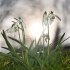 Schneeglöckchen bei Sonnenuntergang