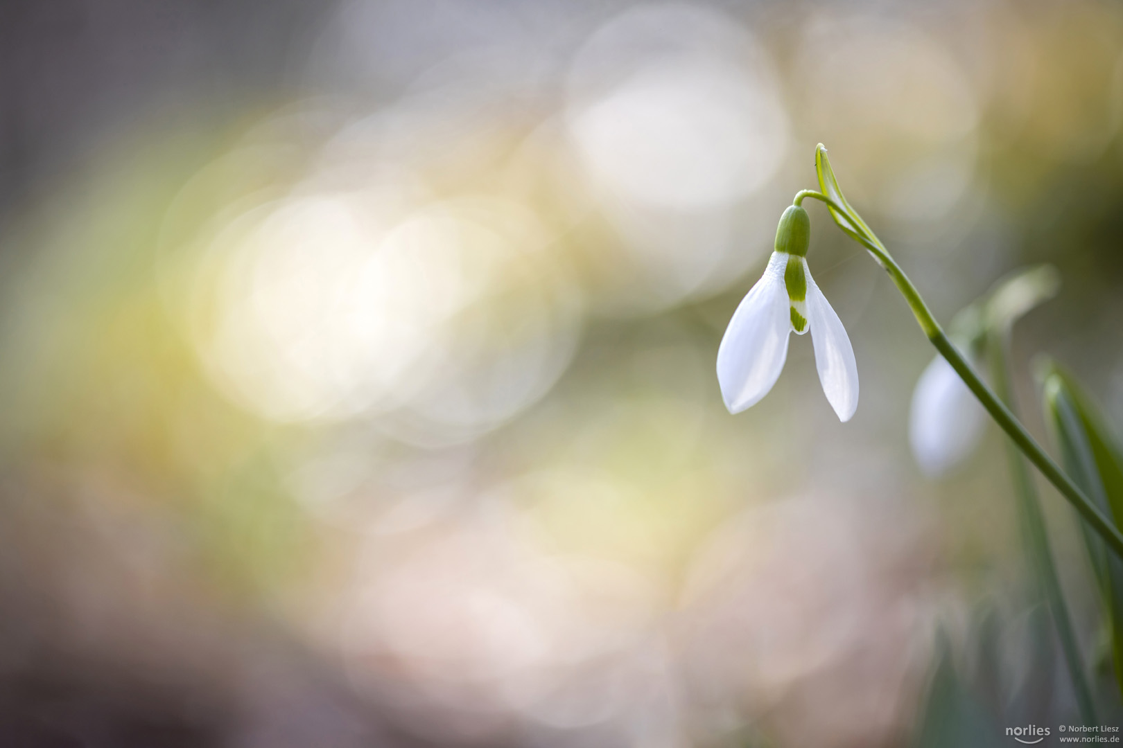 Schneeglöckchen Bokeh