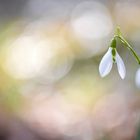 Schneeglöckchen Bokeh