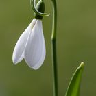 Schneeglöckchen