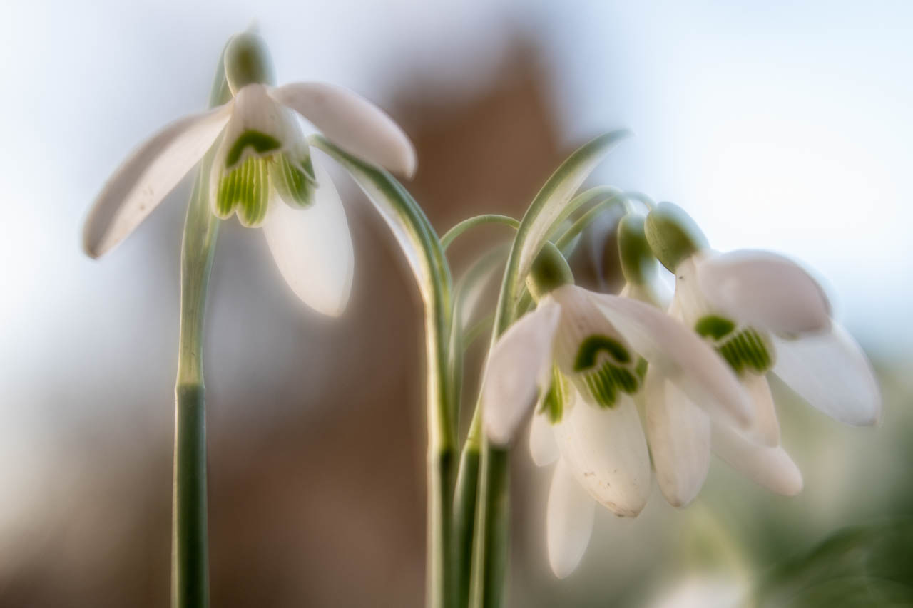 Schneeglöckchen