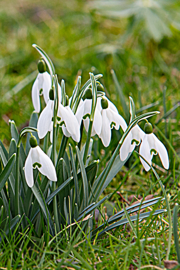 Schneeglöckchen