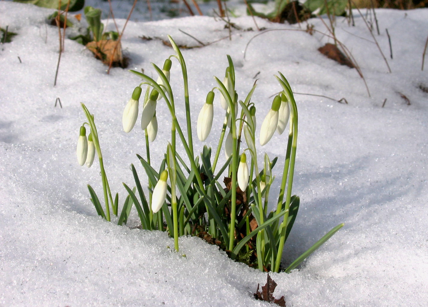 - Schneeglöckchen -