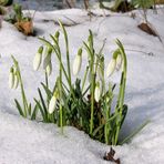 - Schneeglöckchen -