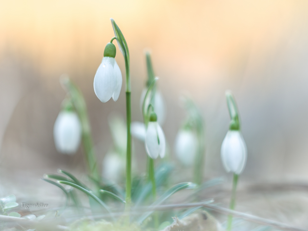 Schneeglöckchen