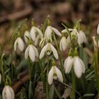 Schneeglöckchen 