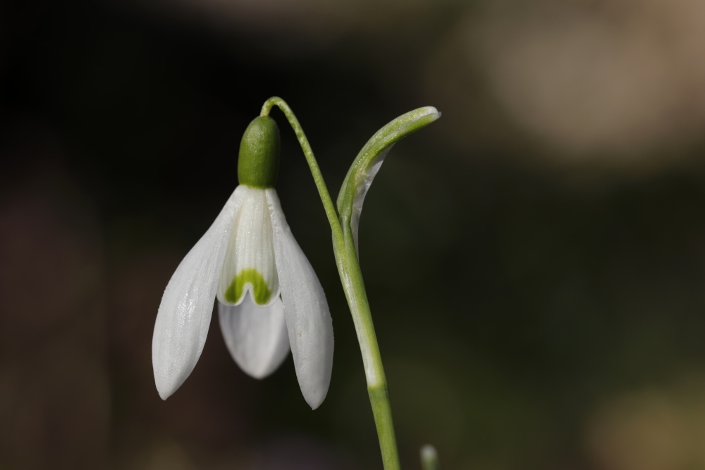 Schneeglöckchen