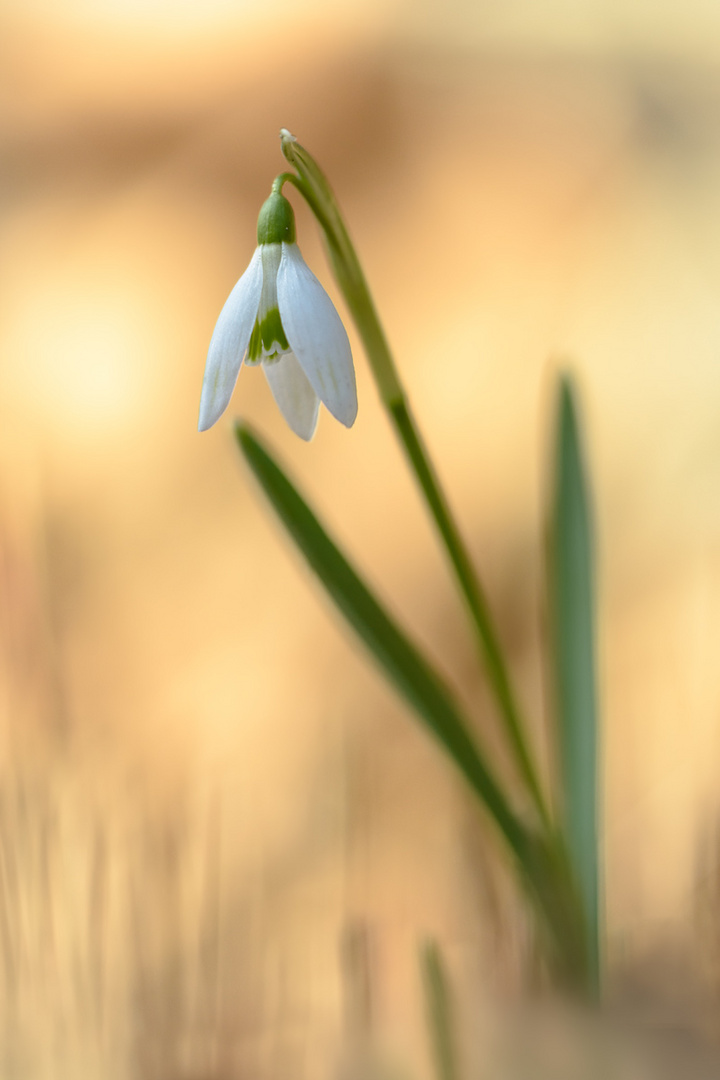 Schneeglöckchen