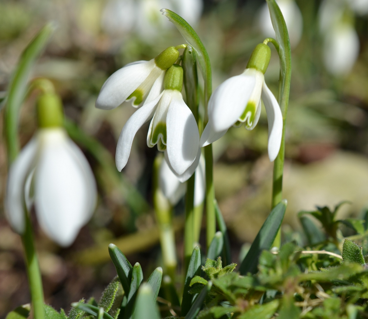 Schneeglöckchen Foto & Bild jahreszeiten, frühling, blumen Bilder auf