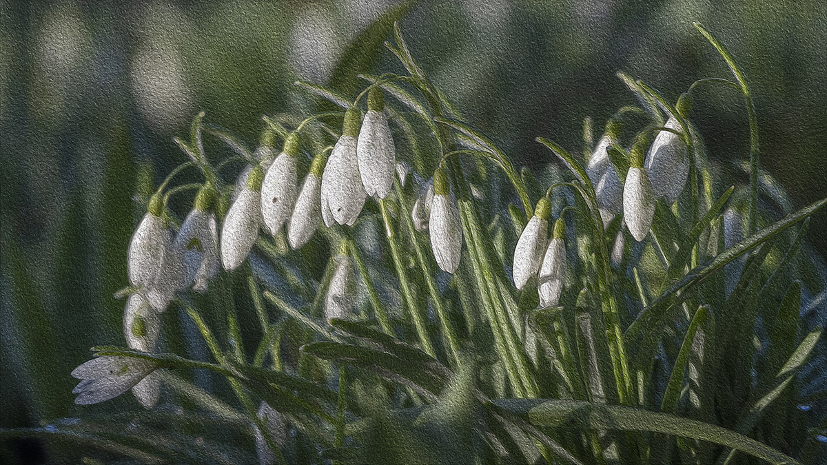 Schneeglöckchen