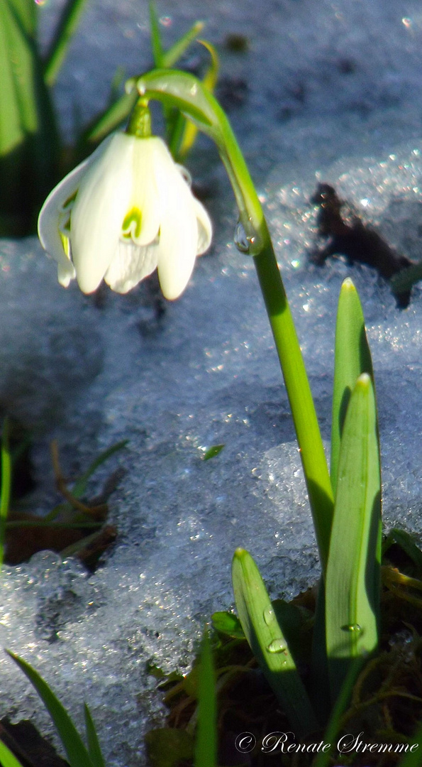 Schneeglöckchen